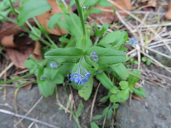 Myosotis