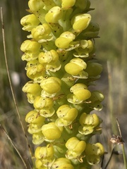 Pterygodium bicolorum