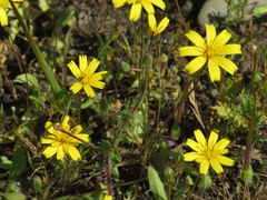 Leontodon saxatilis saxatilis