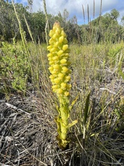 Pterygodium bicolorum