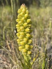 Pterygodium bicolorum