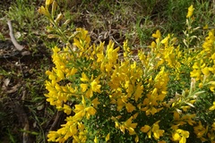 Genista stenopetala