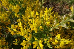 Genista stenopetala