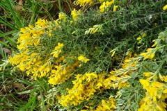 Genista stenopetala