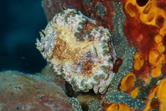 Glossodoris acosti