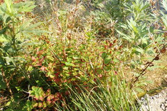Hypericum kamtschaticum