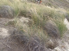 Lygeum spartum