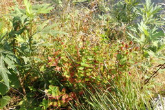 Hypericum kamtschaticum