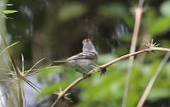Lathrotriccus euleri