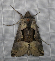 Autographa ampla