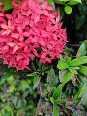 Ixora coccinea