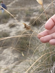 Lygeum spartum