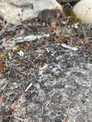 Stylidium perpusillum