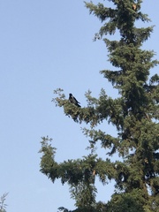 Corvus cornix