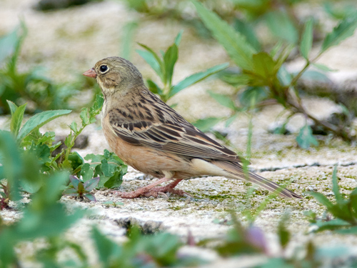 Escribano hortelano (Emberiza hortulana)