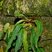 Pyrrosia matsudae - Photo (c) Jacy Chen,  זכויות יוצרים חלקיות (CC BY), הועלה על ידי Jacy Chen
