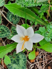 Crocus laevigatus