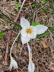 Crocus laevigatus
