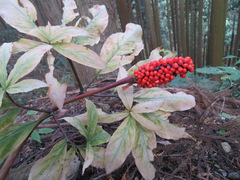 Arisaema limbatum