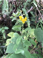 Crotalaria albida