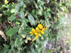 Crotalaria albida