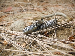 Mastigodryas heathii