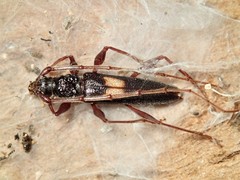 Epithora dorsalis