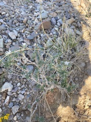 Euploca confertifolia