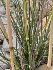 Capeochloa
