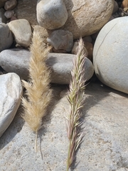 Capeochloa