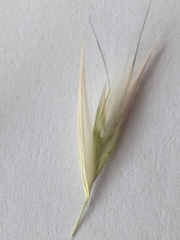 Capeochloa