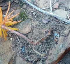 Eriospermum proliferum