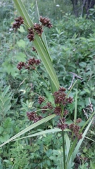 Scirpus atrovirens