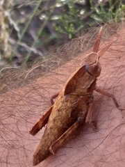 Lobosceliana