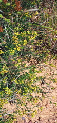 Wiborgiella