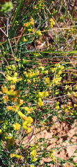 Wiborgiella