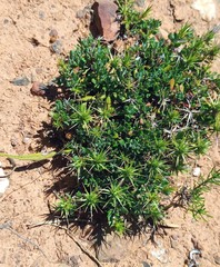 Macledium spinosum