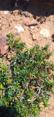Macledium spinosum
