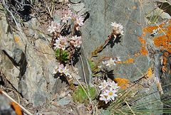 Rosularia alpestris
