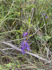 Calectasia intermedia