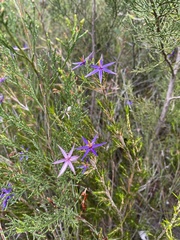 Calectasia intermedia
