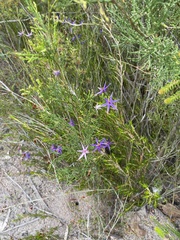 Calectasia intermedia