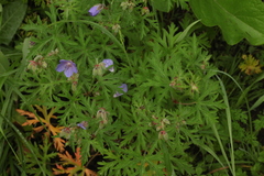 Geranium sergievskajae