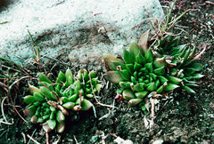 Rosularia alpestris