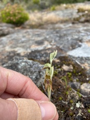 Pterostylis aciculiformis