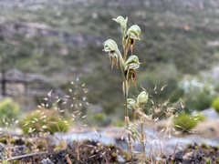 Pterostylis aciculiformis