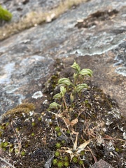 Pterostylis aciculiformis