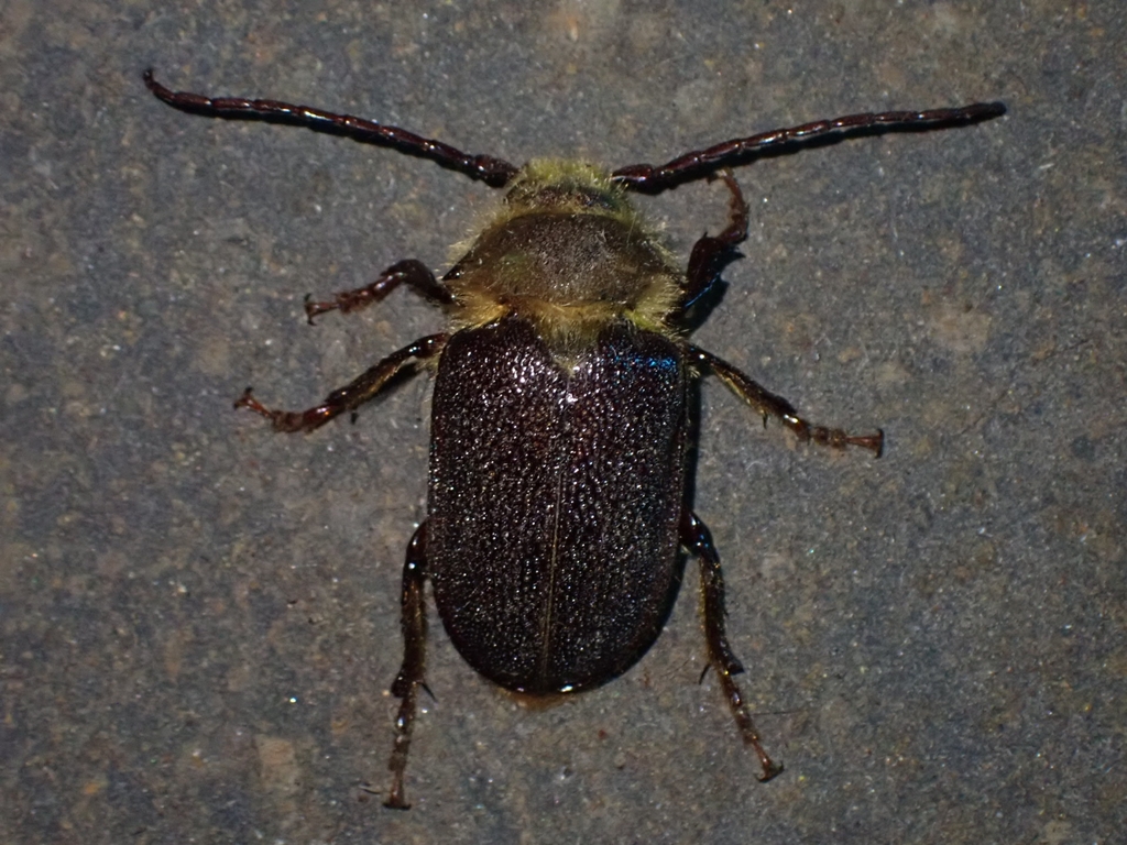 Scleocanthini