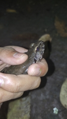 Limnonectes dammermani