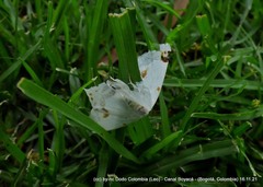 Sericoptera mahometaria